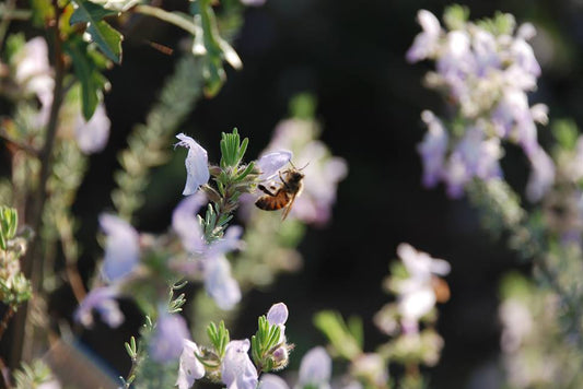 Health Benefits of Honey