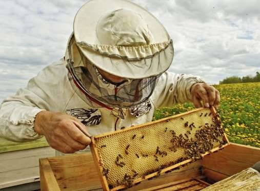 Extracting Honey