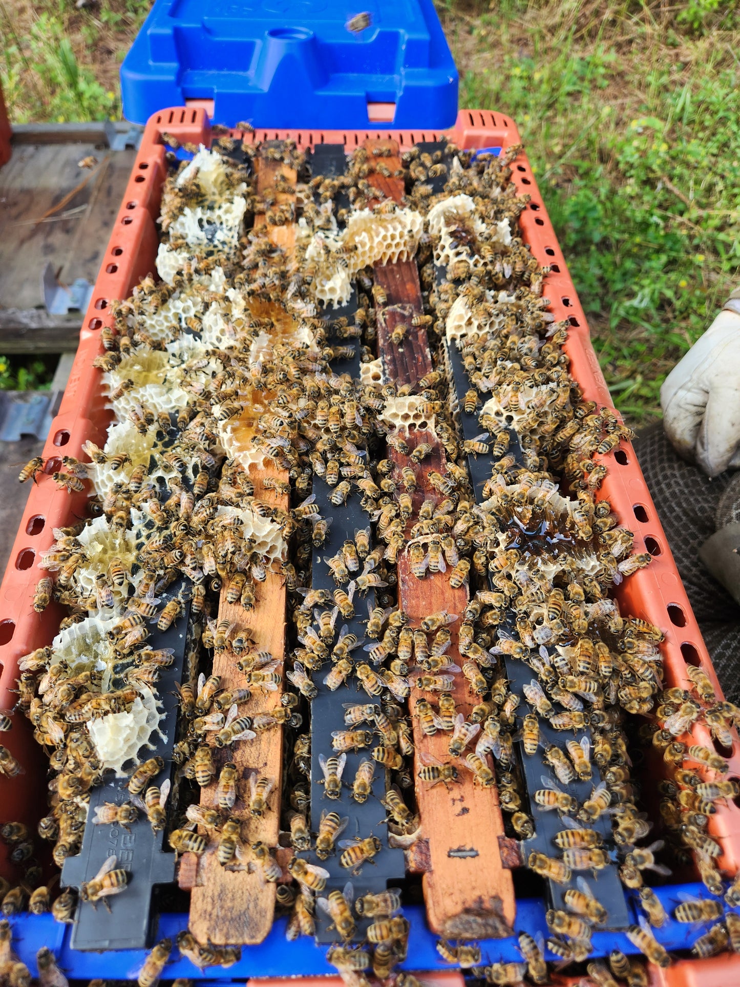 5 Frame Nucleus Hive