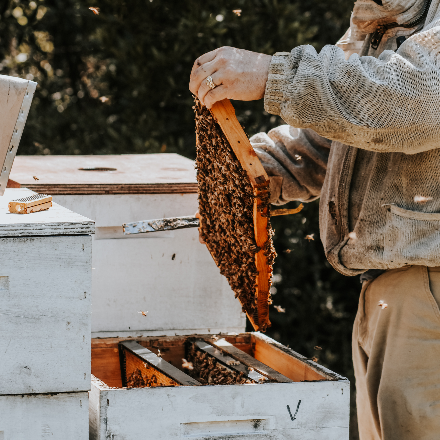 5 Frame Nucleus Hive